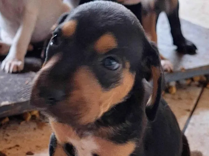 Cachorro ra a SRD-ViraLata idade Abaixo de 2 meses nome Sem nome 