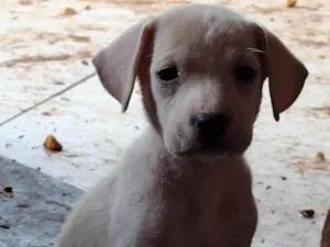 Cachorro raça SRD-ViraLata idade Abaixo de 2 meses nome Flora
