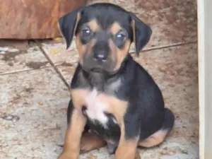 Cachorro raça SRD-ViraLata idade Abaixo de 2 meses nome Romeo