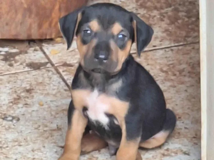 Cachorro ra a SRD-ViraLata idade Abaixo de 2 meses nome Romeo
