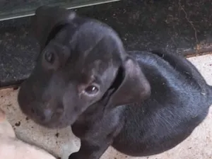 Cachorro raça SRD-ViraLata idade Abaixo de 2 meses nome Sem nome 
