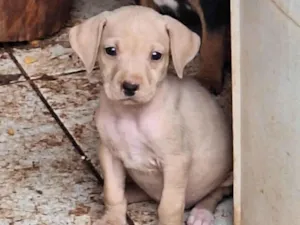 Cachorro raça SRD-ViraLata idade Abaixo de 2 meses nome Sem nome 