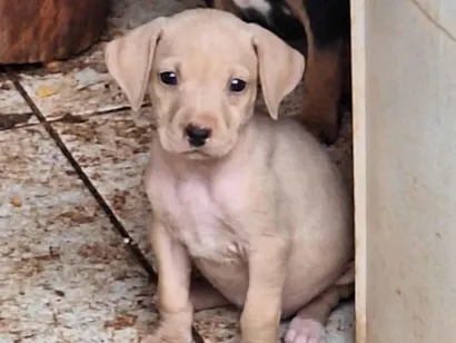 Cachorro raça SRD-ViraLata idade Abaixo de 2 meses nome Sem nome 