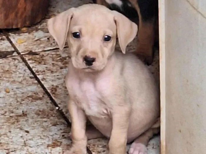 Cachorro ra a SRD-ViraLata idade Abaixo de 2 meses nome Sem nome 