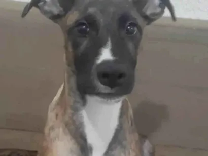 Cachorro raça SRD-ViraLata idade 7 a 11 meses nome JOE