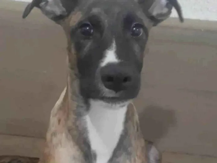 Cachorro ra a SRD-ViraLata idade 7 a 11 meses nome JOE