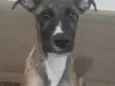 JOE