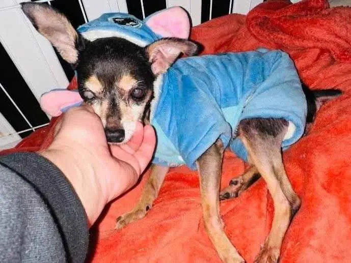 Cachorro ra a Pinscher idade 6 ou mais anos nome Lucia