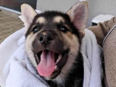 Cachorro raça Pastor Alemão idade Abaixo de 2 meses nome Scoby