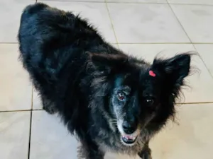 Cachorro raça SRD-ViraLata idade 6 ou mais anos nome Meg