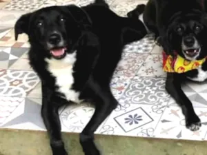 Cachorro raça SRD-ViraLata idade 5 anos nome Neto