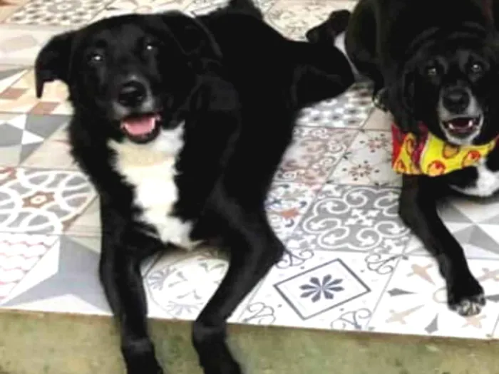 Cachorro ra a SRD-ViraLata idade 5 anos nome Neto