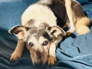 Cachorro raça SRD-ViraLata idade 4 anos nome Hugo 