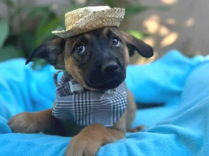 Cachorro ra a SRD-ViraLata idade 2 a 6 meses nome Itam