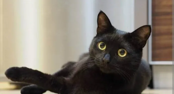 Gato ra a SRD-ViraLata idade 2 a 6 meses nome Coffee