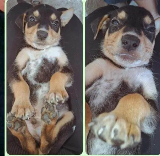 Cachorro ra a SRD-ViraLata idade 2 a 6 meses nome Auau