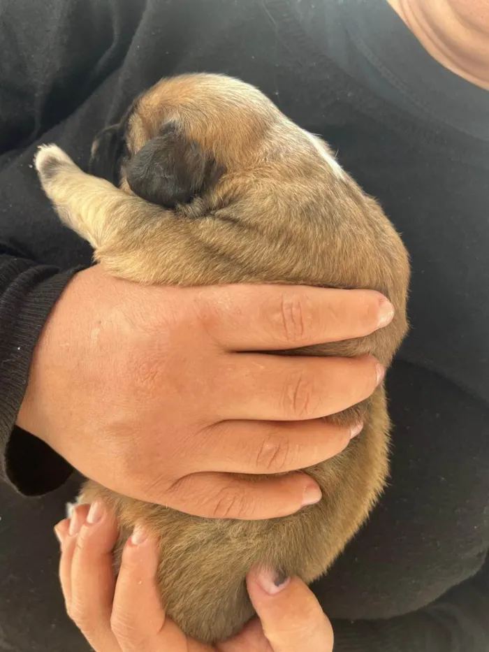 Cachorro ra a SRD-ViraLata idade Abaixo de 2 meses nome Estrela