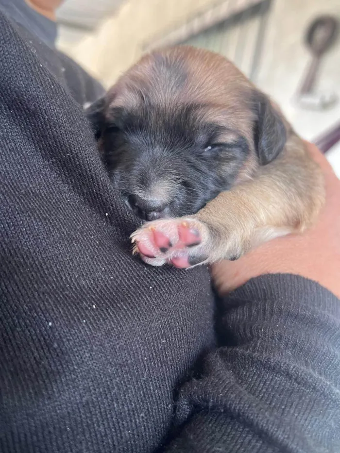 Cachorro ra a SRD-ViraLata idade Abaixo de 2 meses nome Estrela