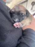 Estrela