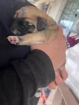 Estrela