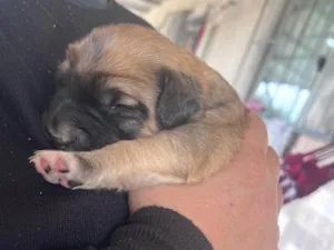 Cachorro raça SRD-ViraLata idade Abaixo de 2 meses nome Estrela