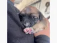 Estrela