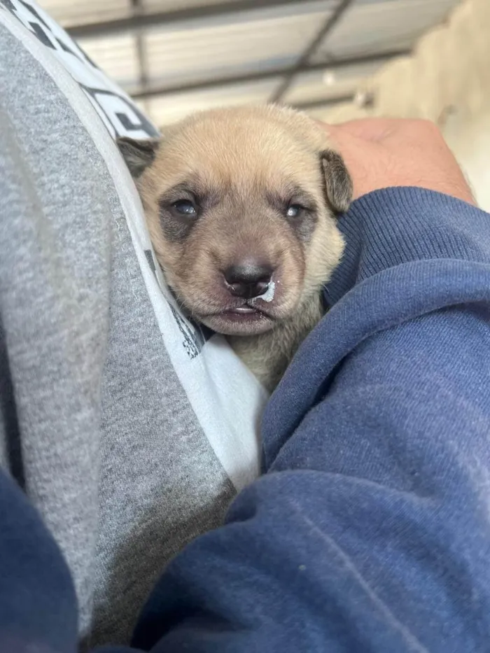 Cachorro ra a SRD-ViraLata idade Abaixo de 2 meses nome Ted