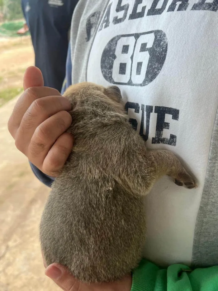 Cachorro ra a SRD-ViraLata idade Abaixo de 2 meses nome Ted