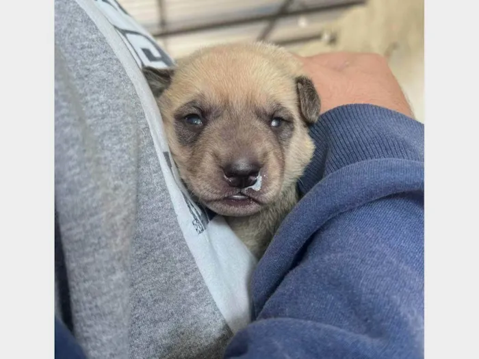 Cachorro ra a SRD-ViraLata idade Abaixo de 2 meses nome Ted