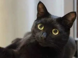 Gato raça SRD-ViraLata idade 2 a 6 meses nome Coffee