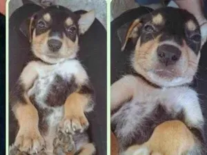 Cachorro raça SRD-ViraLata idade 2 a 6 meses nome Auau