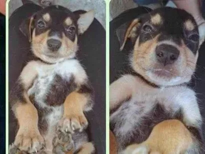 Cachorro raça SRD-ViraLata idade 2 a 6 meses nome Auau