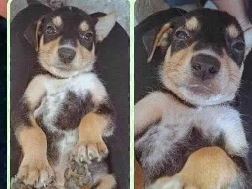 Cachorro ra a SRD-ViraLata idade 2 a 6 meses nome Auau