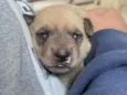 Ted