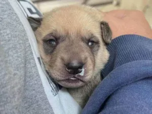 Cachorro raça SRD-ViraLata idade Abaixo de 2 meses nome Ted