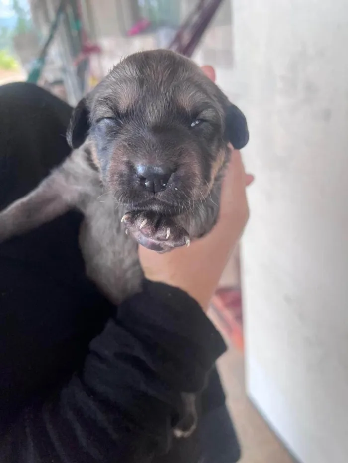 Cachorro ra a SRD-ViraLata idade Abaixo de 2 meses nome Fred
