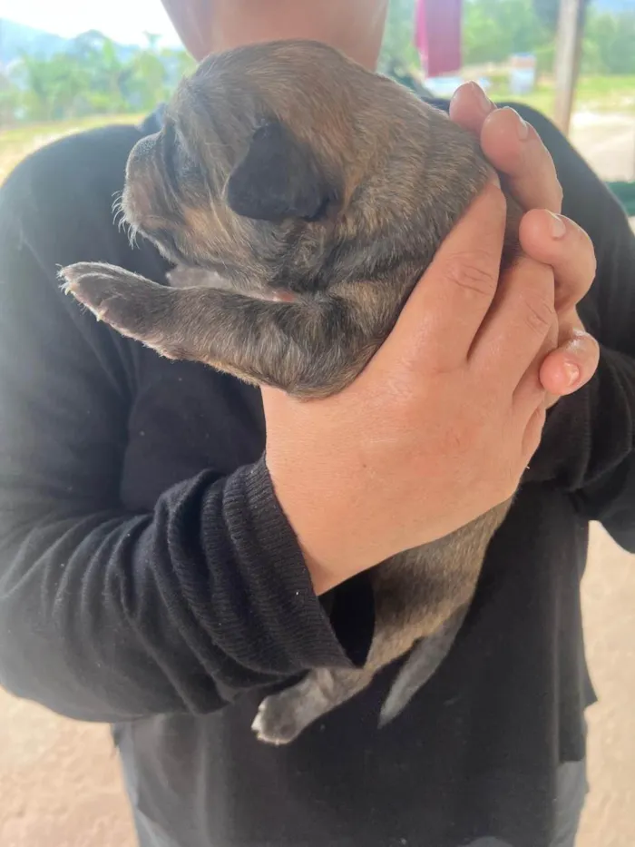Cachorro ra a SRD-ViraLata idade Abaixo de 2 meses nome Fred