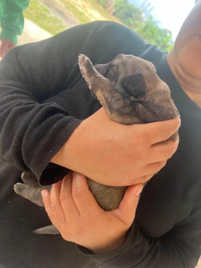 Cachorro ra a SRD-ViraLata idade Abaixo de 2 meses nome Fred