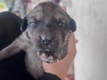 Cachorro raça SRD-ViraLata idade Abaixo de 2 meses nome Fred