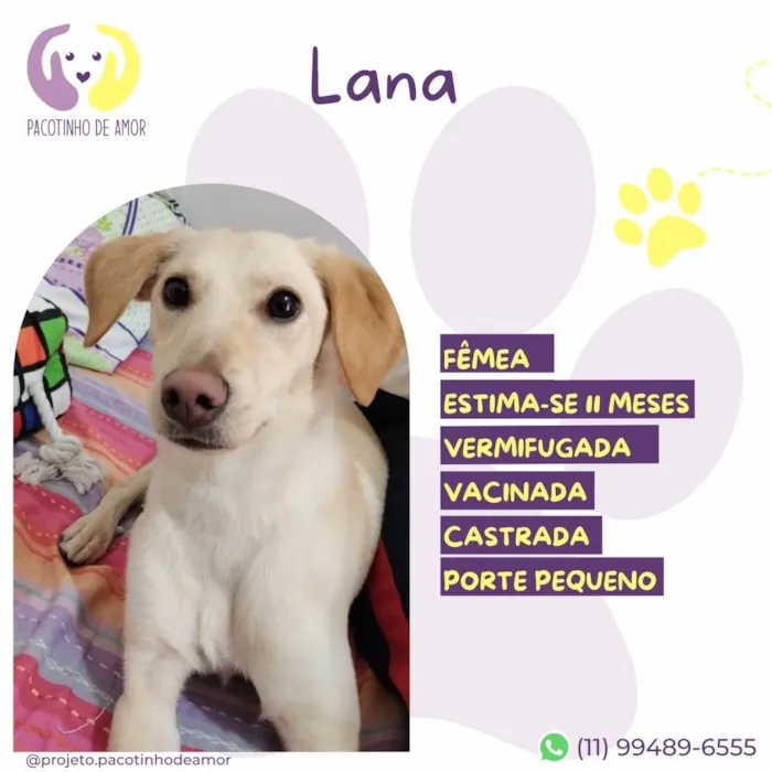 Cachorro ra a SRD-ViraLata idade 7 a 11 meses nome Lana
