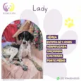 Lady