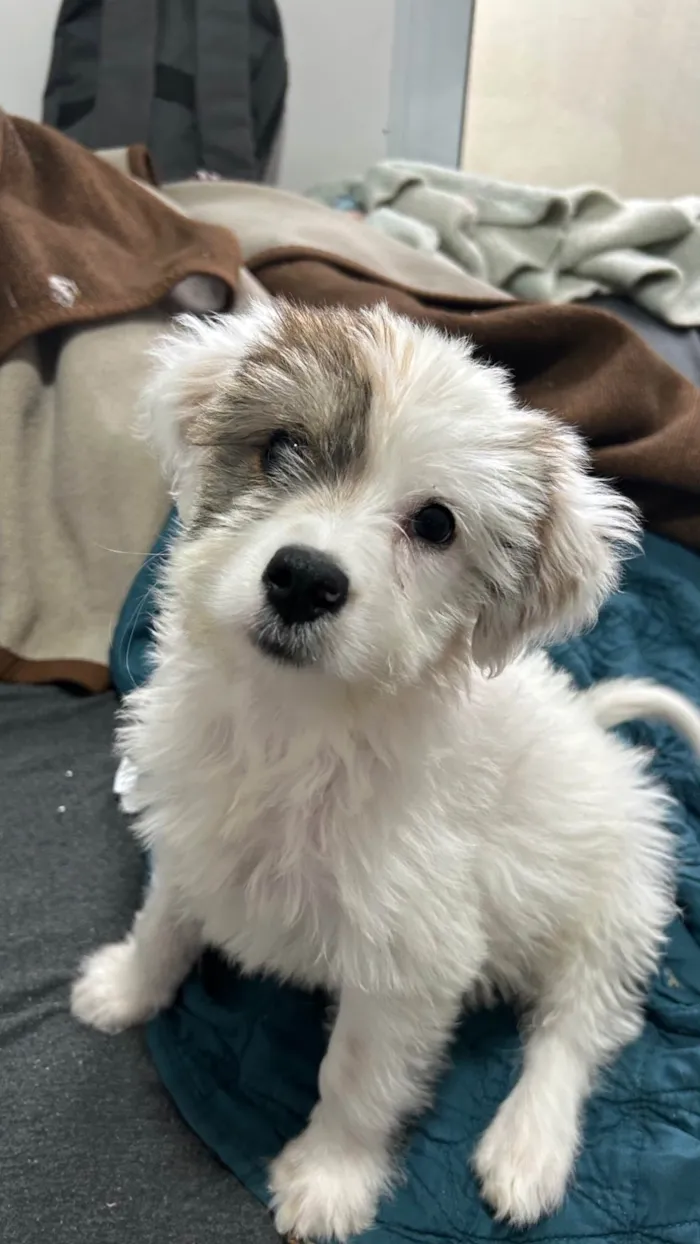 Cachorro ra a SRD-ViraLata idade 2 a 6 meses nome Cacau 
