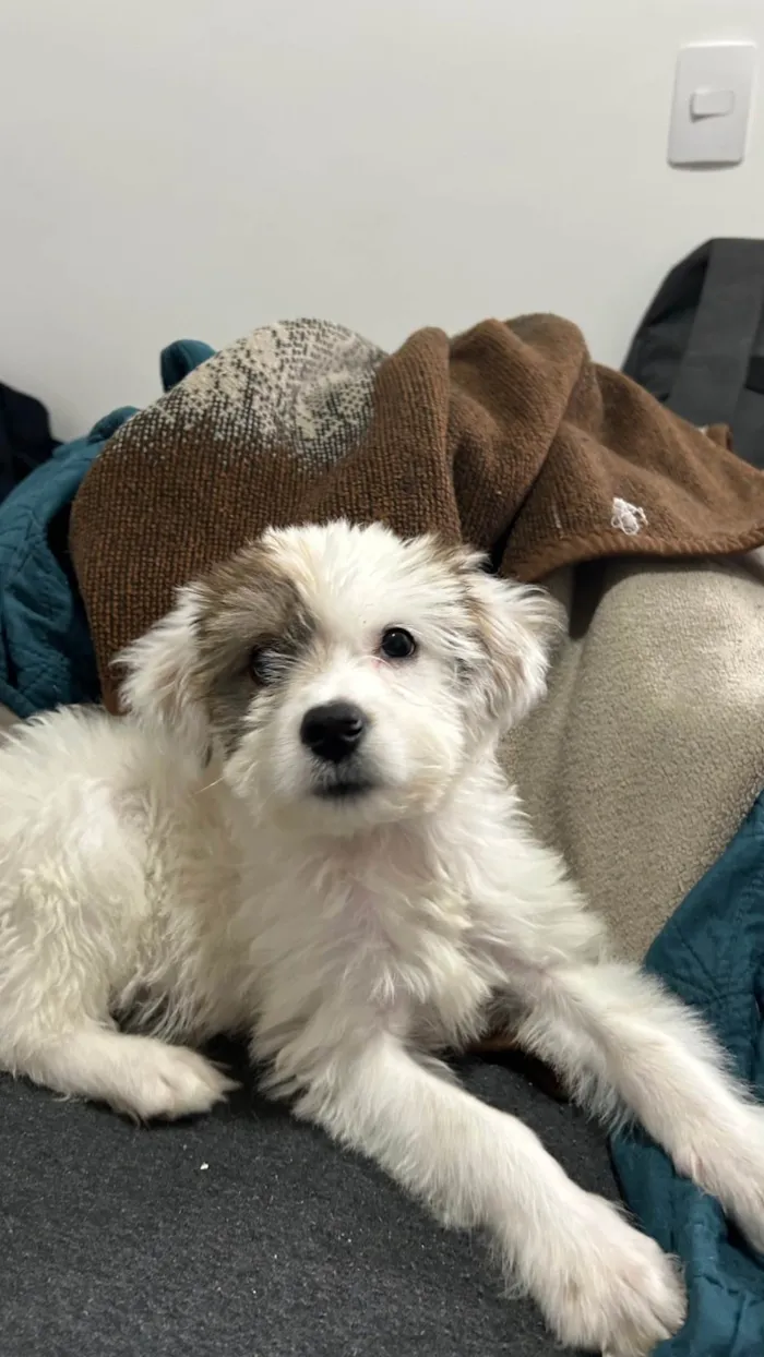 Cachorro ra a SRD-ViraLata idade 2 a 6 meses nome Cacau 