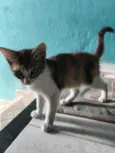 Mercúrio 