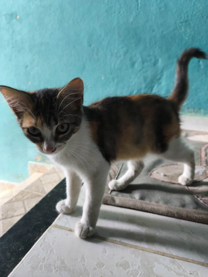 Gato ra a SRD-ViraLata idade 2 a 6 meses nome Mercúrio 