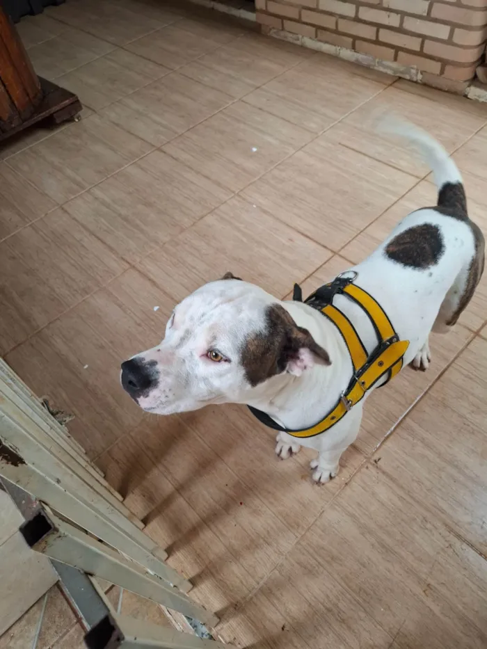 Cachorro ra a Pit-Bull idade 2 anos nome Morfeu