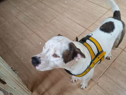 Cachorro raça Pit-Bull idade 2 anos nome Morfeu