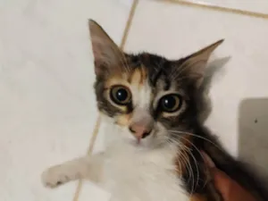 Gato raça SRD-ViraLata idade 2 a 6 meses nome Mercúrio 