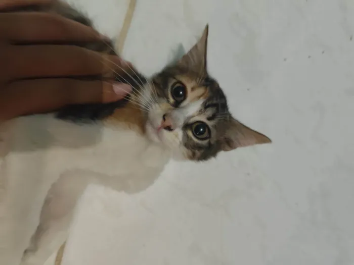 Gato ra a SRD-ViraLata idade 2 a 6 meses nome Mercúrio 