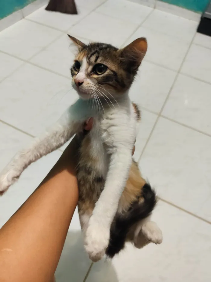 Gato ra a SRD-ViraLata idade 2 a 6 meses nome Mercúrio 